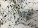 Diodes And Resistors Assorted Lot Of 300+