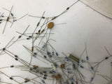 Diodes And Resistors Assorted Lot Of 300+