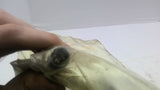 Turck BI10-EG18F-AN6X-H141 Inductive Proximity Sensor